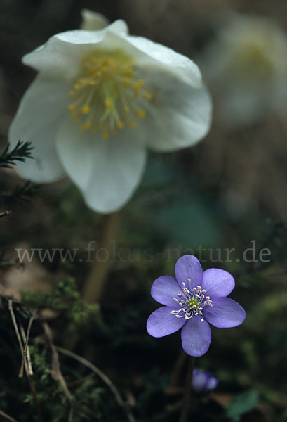 Schwarze Nieswurz (Helleborus niger)