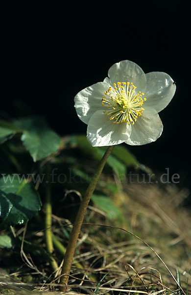 Schwarze Nieswurz (Helleborus niger)