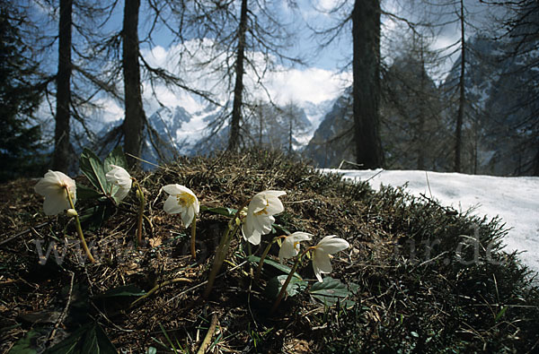 Schwarze Nieswurz (Helleborus niger)