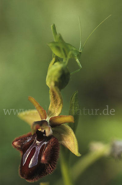 Schwarze Ragwurz (Ophrys incubacea)