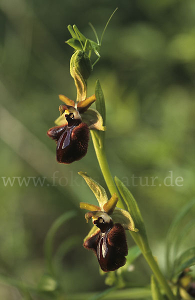 Schwarze Ragwurz (Ophrys incubacea)