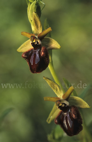 Schwarze Ragwurz (Ophrys incubacea)