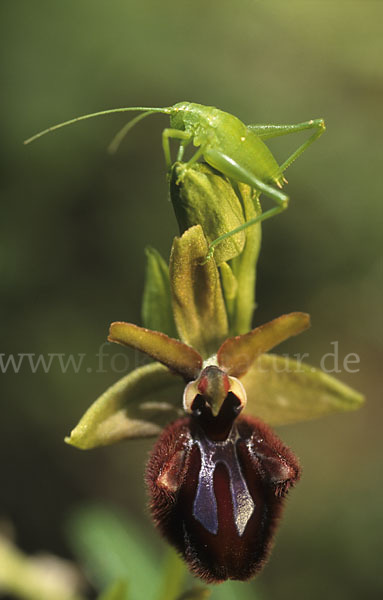 Schwarze Ragwurz (Ophrys incubacea)