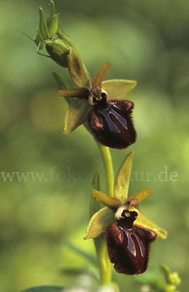 Schwarze Ragwurz (Ophrys incubacea)