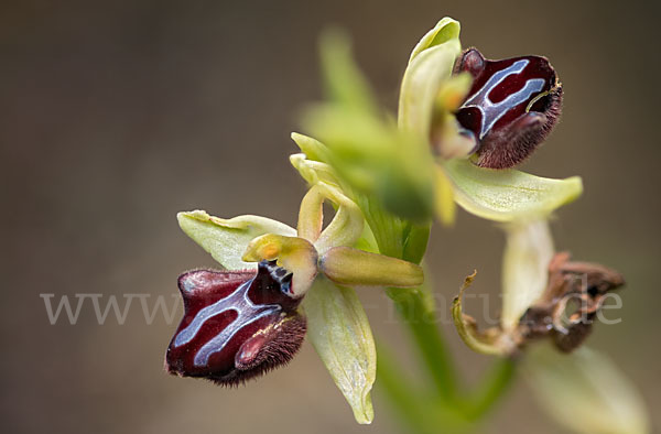 Schwarze Ragwurz (Ophrys incubacea)