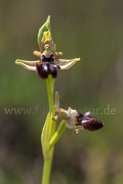 Schwarze Ragwurz (Ophrys incubacea)