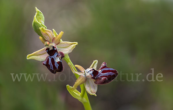 Schwarze Ragwurz (Ophrys incubacea)