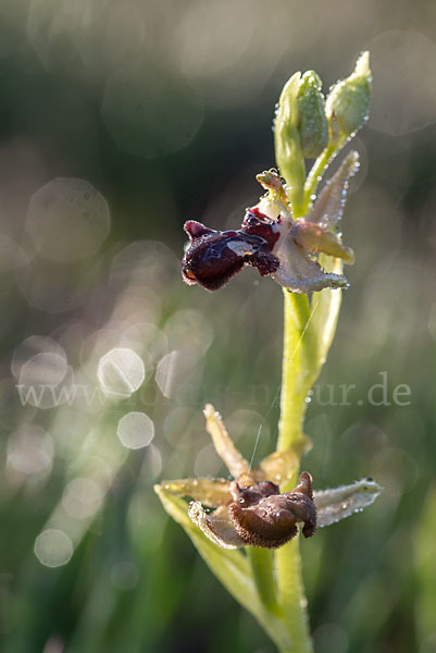 Schwarze Ragwurz (Ophrys incubacea)