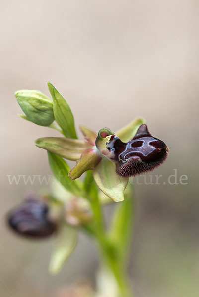 Schwarze Ragwurz (Ophrys incubacea)