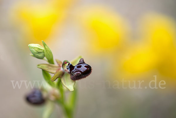 Schwarze Ragwurz (Ophrys incubacea)