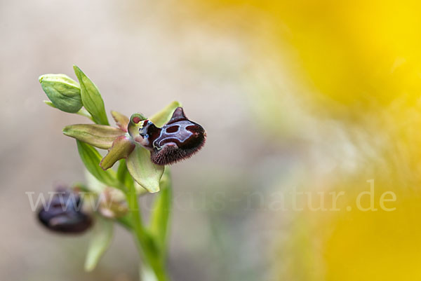 Schwarze Ragwurz (Ophrys incubacea)