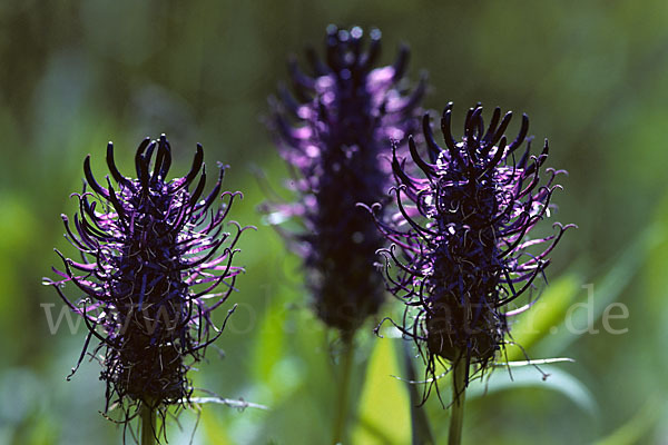 Schwarze Teufelskralle (Phyteuma nigrum)