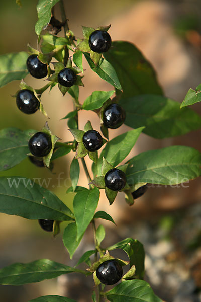 Schwarze Tollkirsche (Atropa bella-donna)