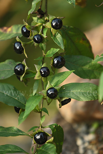 Schwarze Tollkirsche (Atropa bella-donna)