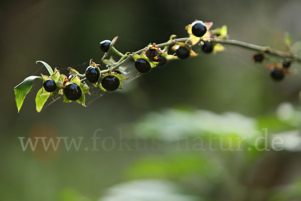 Schwarze Tollkirsche (Atropa bella-donna)