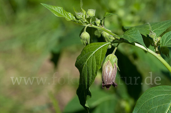 Schwarze Tollkirsche (Atropa bella-donna)