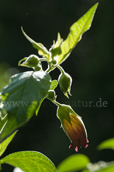 Schwarze Tollkirsche (Atropa bella-donna)