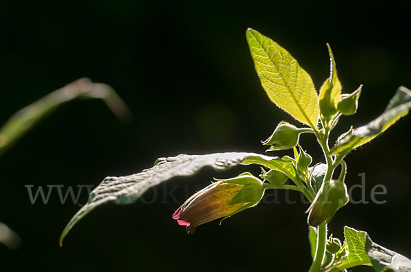 Schwarze Tollkirsche (Atropa bella-donna)