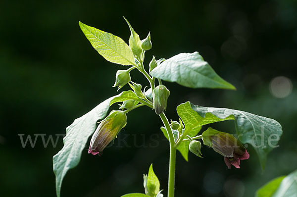 Schwarze Tollkirsche (Atropa bella-donna)