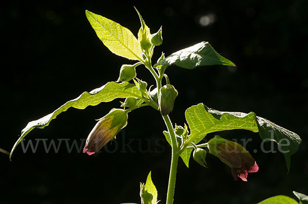 Schwarze Tollkirsche (Atropa bella-donna)