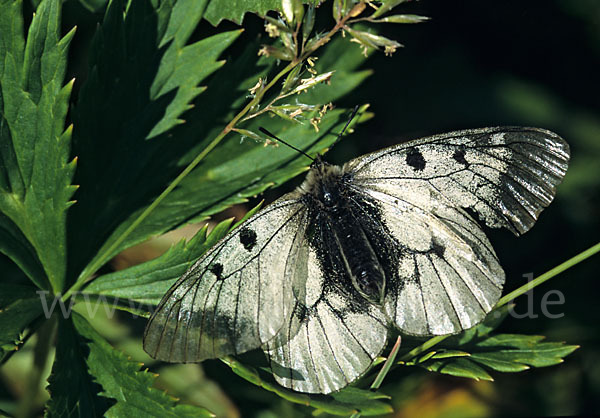 Schwarzer Apollo (Parnassius mnemosyne)