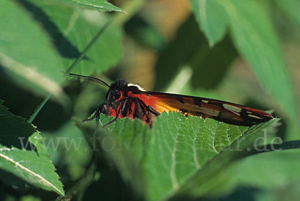 Schwarzer Bär (Arctia villica)