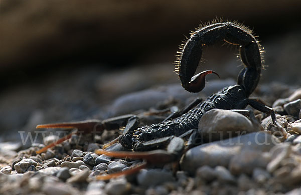 Schwarzer Dickschwanzskorpion (Androctonus bicolor aeneas)