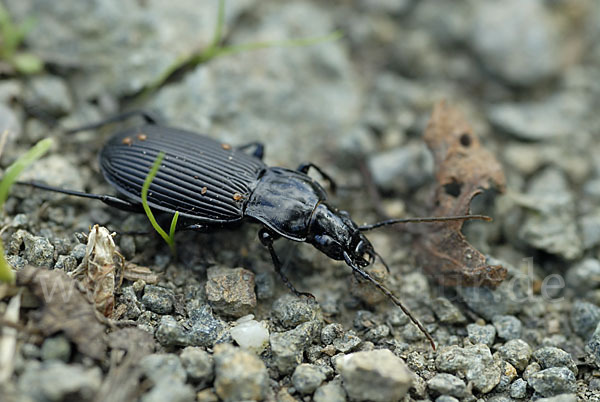 Schwarzer Grabkäfer (Pterostichus niger)