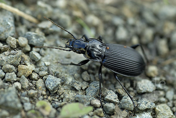 Schwarzer Grabkäfer (Pterostichus niger)