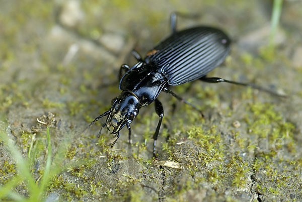 Schwarzer Grabkäfer (Pterostichus niger)