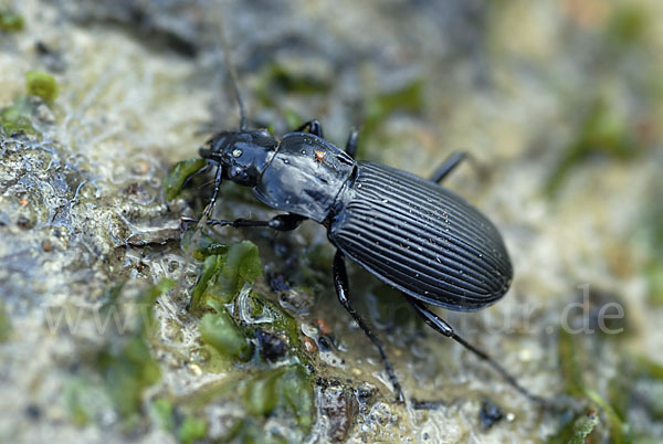 Schwarzer Grabkäfer (Pterostichus niger)