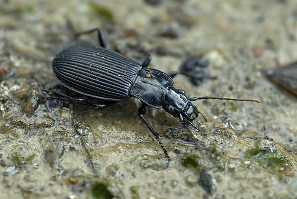 Schwarzer Grabkäfer (Pterostichus niger)