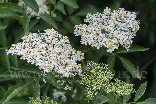 Schwarzer Holunder (Sambucus nigra)