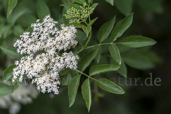 Schwarzer Holunder (Sambucus nigra)