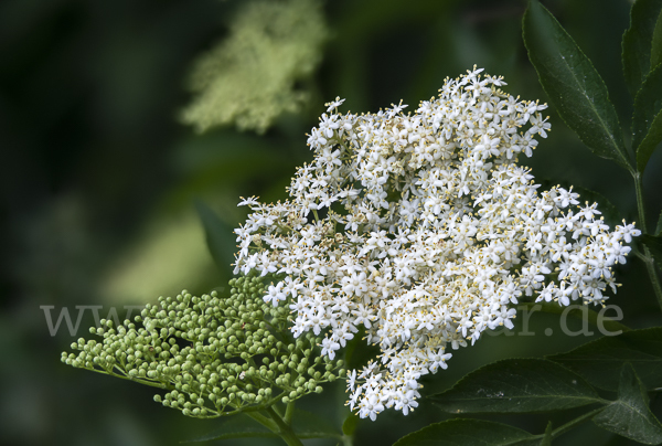 Schwarzer Holunder (Sambucus nigra)