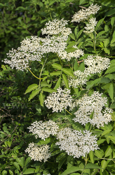 Schwarzer Holunder (Sambucus nigra)