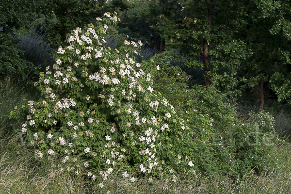 Schwarzer Holunder (Sambucus nigra)