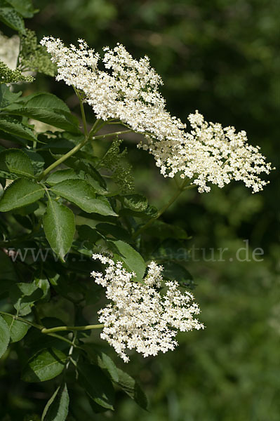 Schwarzer Holunder (Sambucus nigra)