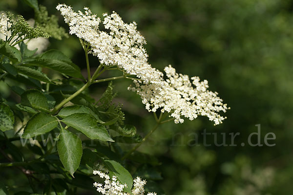 Schwarzer Holunder (Sambucus nigra)