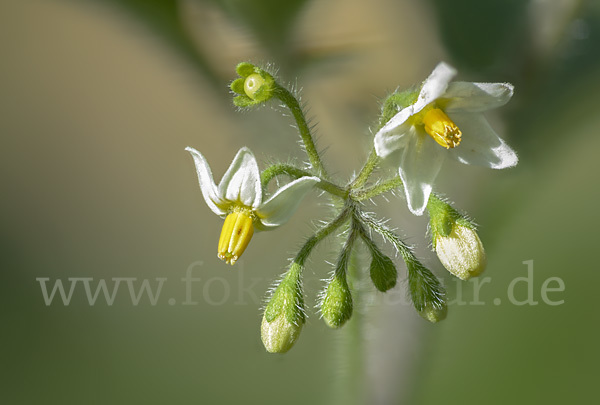 Schwarzer Nachtschatten (Solanum nigrum)