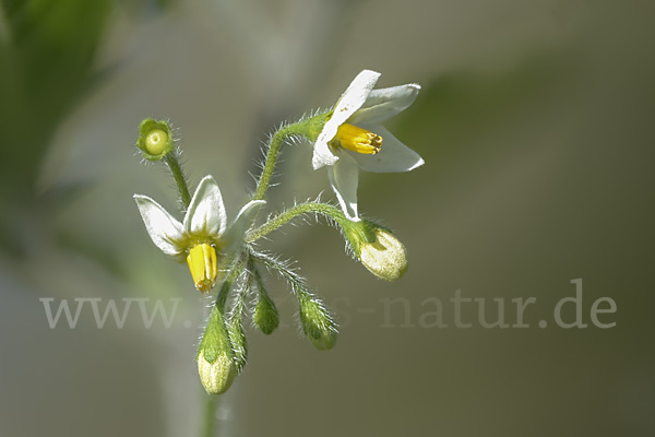 Schwarzer Nachtschatten (Solanum nigrum)