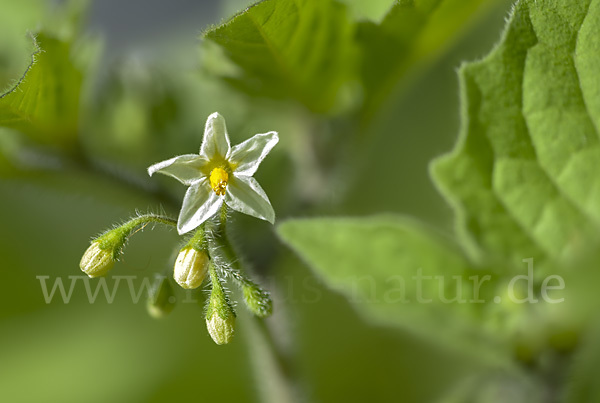 Schwarzer Nachtschatten (Solanum nigrum)