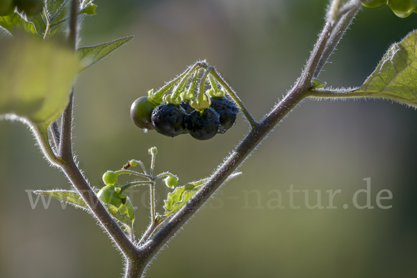 Schwarzer Nachtschatten (Solanum nigrum)