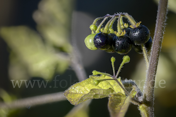 Schwarzer Nachtschatten (Solanum nigrum)