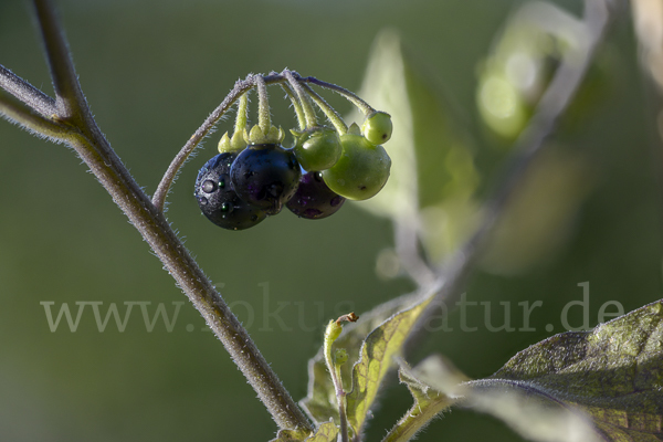 Schwarzer Nachtschatten (Solanum nigrum)