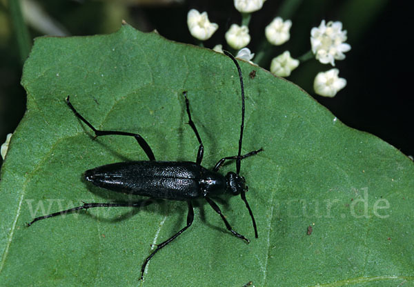 Schwarzer Schmalbock (Stenurella nigra)