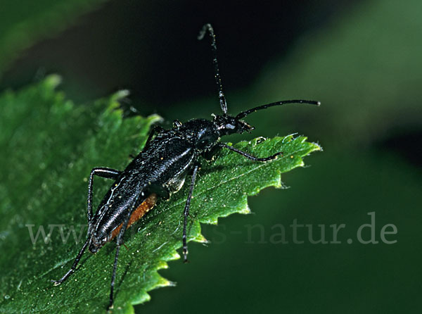 Schwarzer Schmalbock (Stenurella nigra)