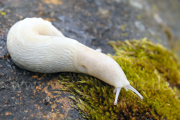 Schwarzer Schnegel (Limax cinereoniger)