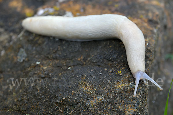 Schwarzer Schnegel (Limax cinereoniger)