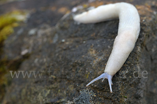 Schwarzer Schnegel (Limax cinereoniger)